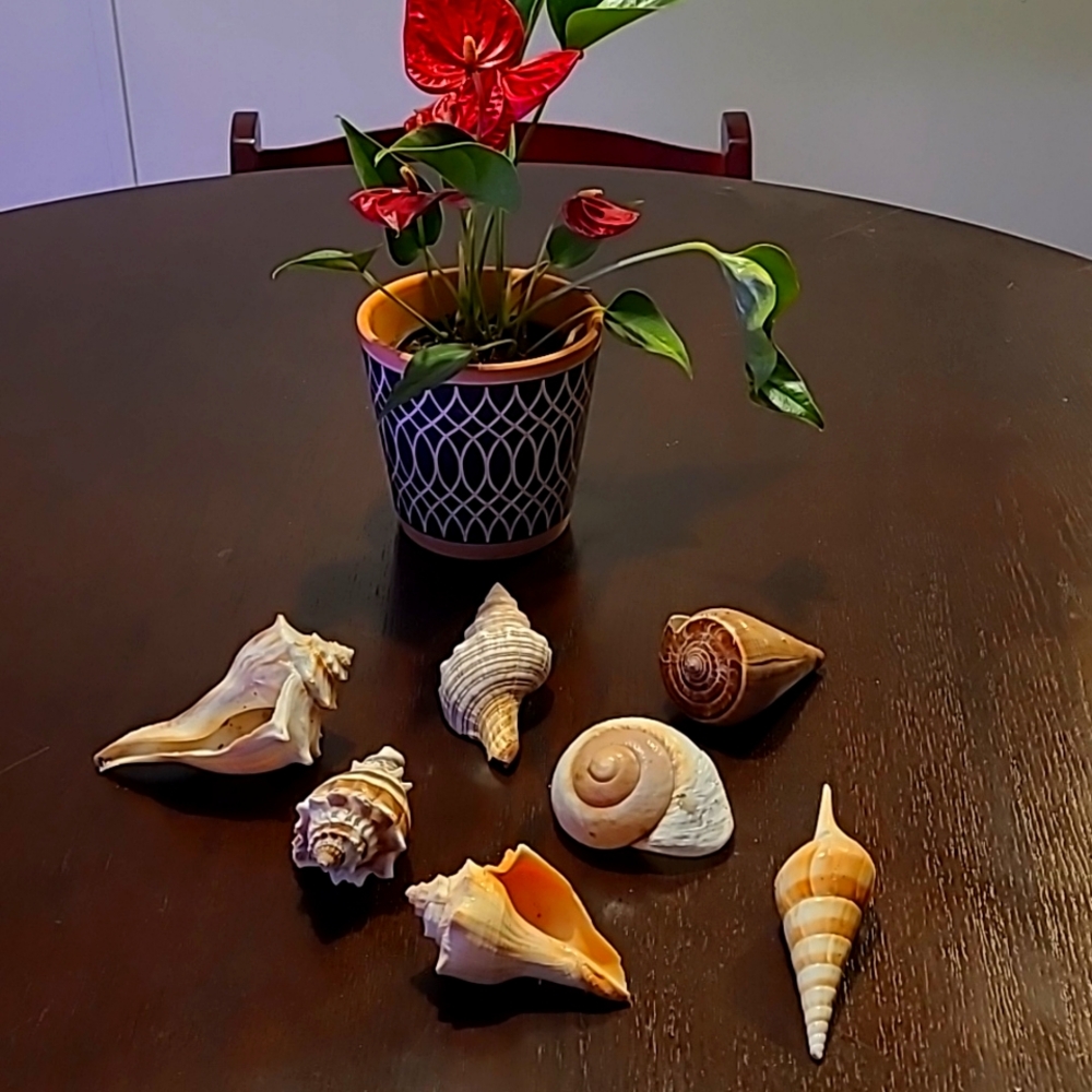 Seashells decor 7 piece Beach house ocean lover great condition vacation house !